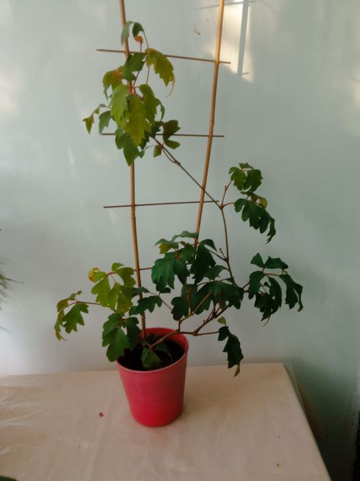 Сансев'єрія вазон