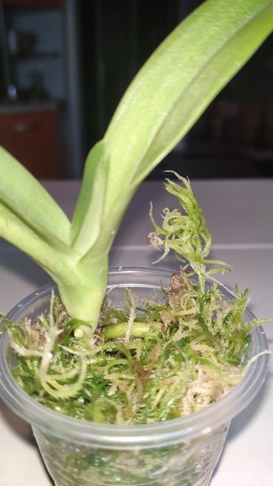 Орхидея Sarcochilus детка