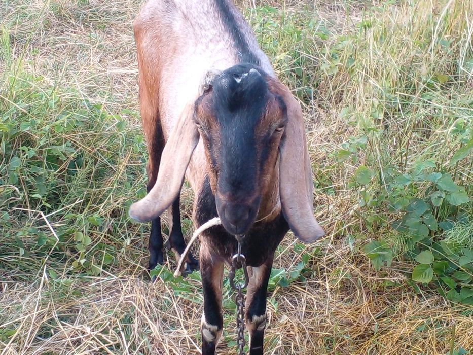 Случка з англо-нубійським козлом