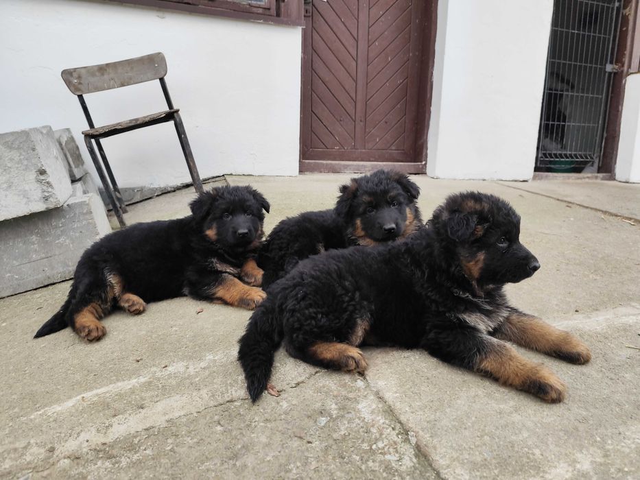 Owczarek niemiecki długowłosy z rodowodem