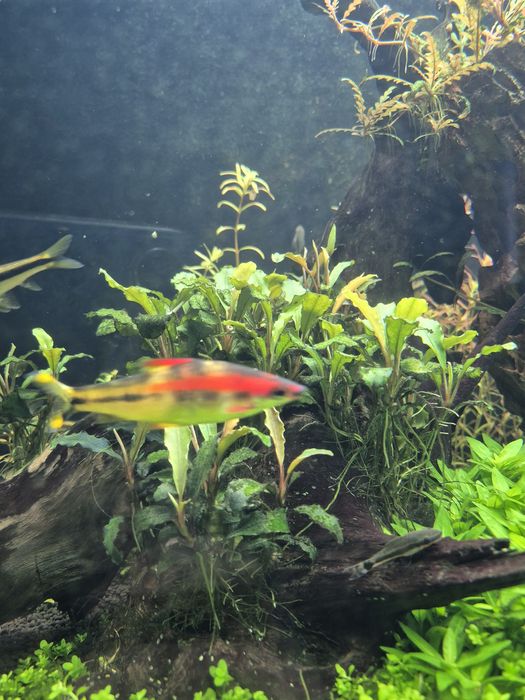 Akcesoria akwariowe zamienię na małe akwarium