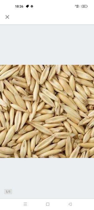 Owies bingo sprzedam