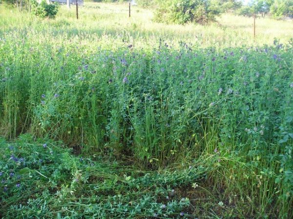 Продам Люцерну та сіно Не в тюках)