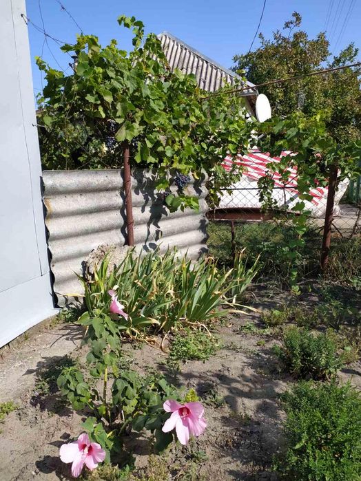 Продам дачу у Пісчанці, близько річка, дешево