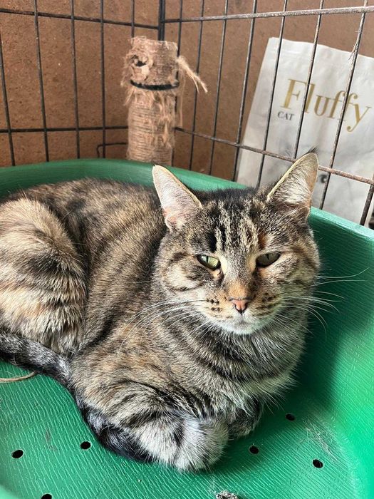 Sabrina - Para Adopção
