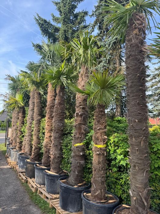 Palma mrozoodporna Trachycarpus fortunei