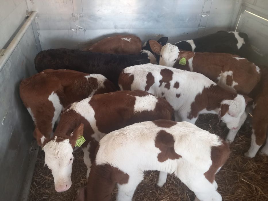 Sprzedam byczki mięsne