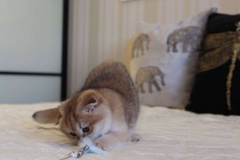 Золоті Шиншили. Кошенята неймовірної краси