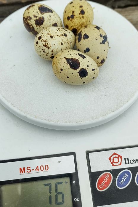 Яйце інкубаційне селекція перепела Техас, естонскі - яйцо инкубационно