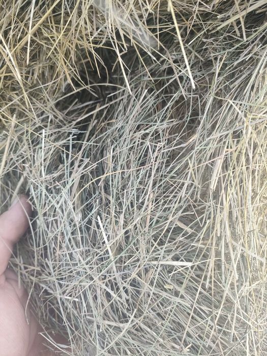 Sprzedam siano bele 160cm