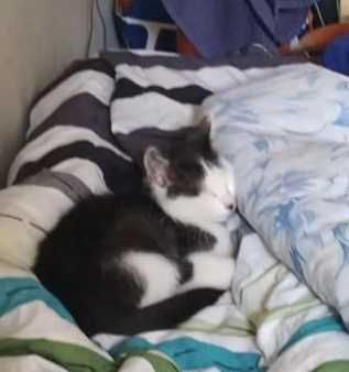 Pilne Zgubił się Kotek