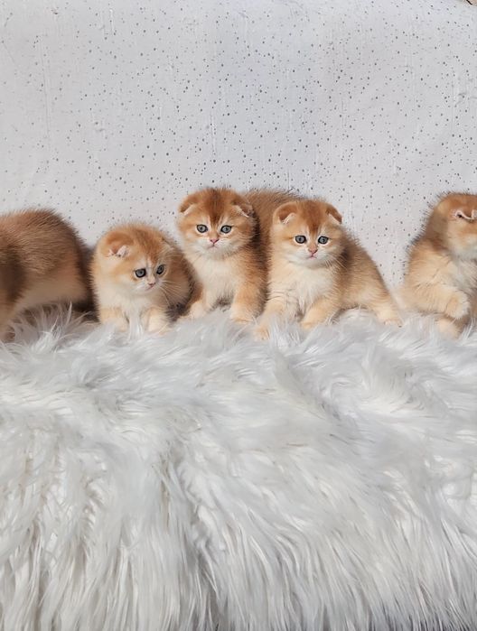 Родословні шотландські вислоухі золоті шиншилки