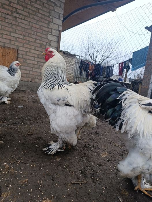 Інкубаційні яйця курей породи Брама світла