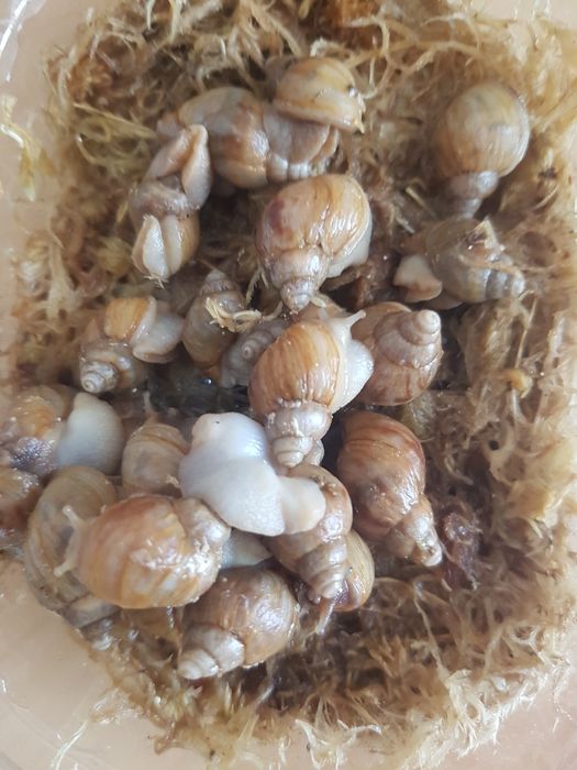 Продам равликів ахатин фуліка