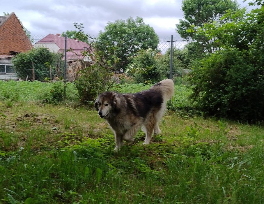 Czester do adopcji
