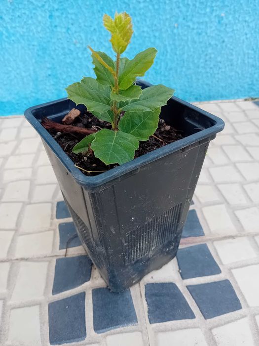 Sobreiro em vaso
