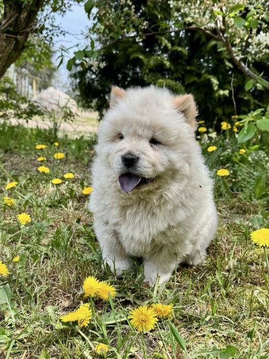 Chow Chow - śliczny piesek