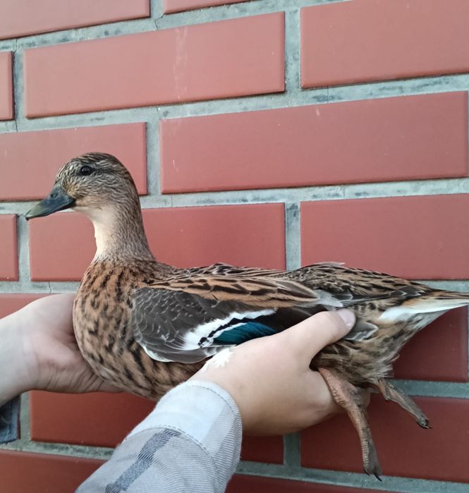 Kaczki call duck