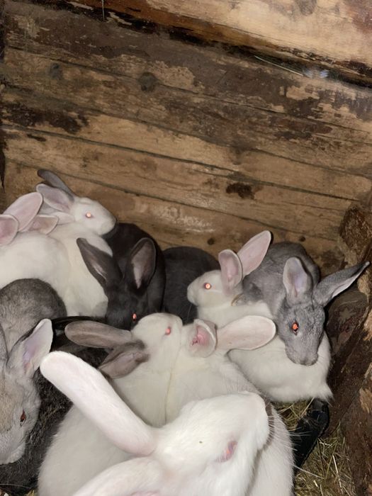 Продам Кроликів