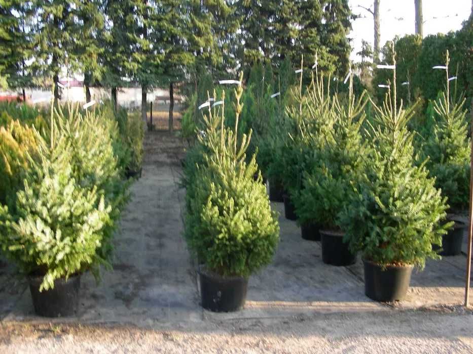Choinki w doniczkach  produkcja własna Szkółka Roślin-Zalasewo