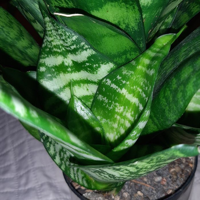 Sansevieria Hahnii Seibert