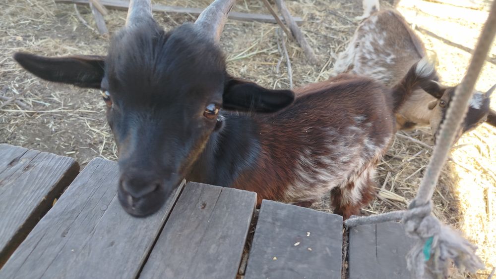 Cabrito anão tricolor