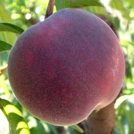 Абрикоса Ківі Лохина Яблуня Інжир Хурма Персик Магнолія Сакура Піон