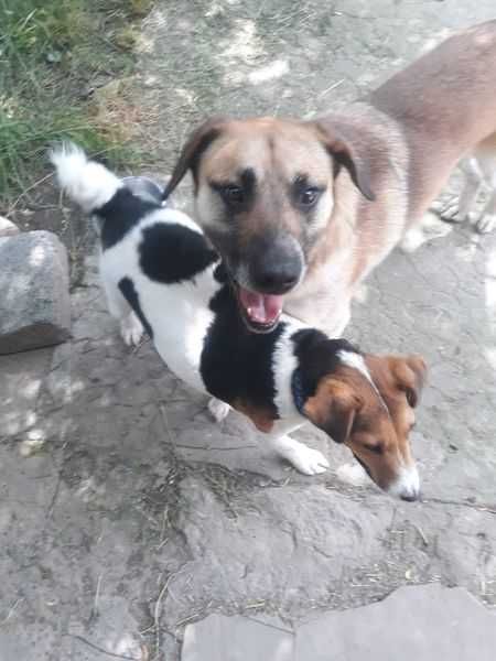 Pieski do adopcji