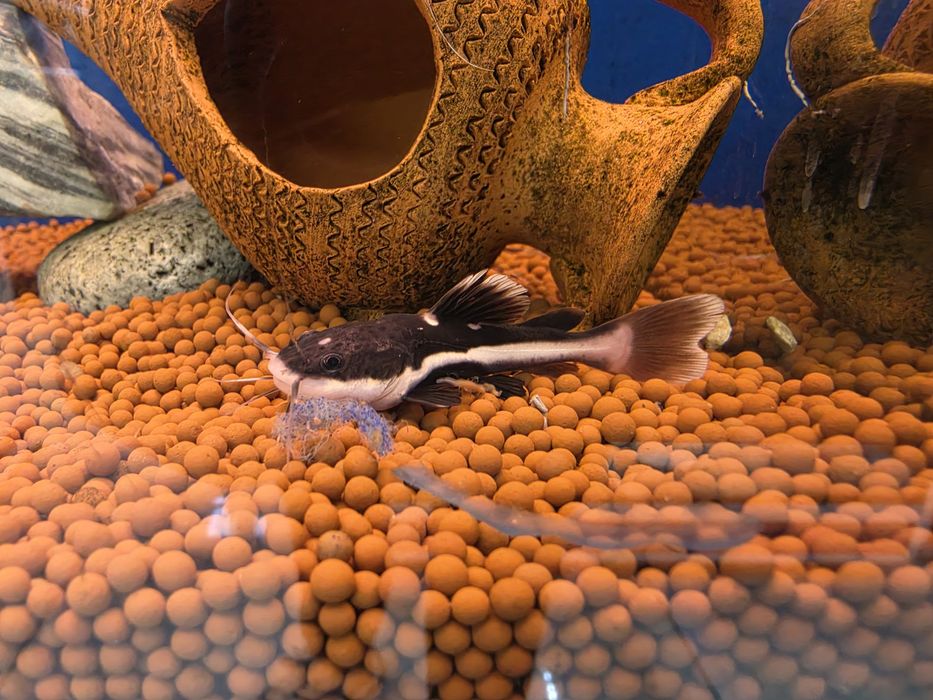 Red Tail Catfish (Phractocephalus Hemioliopterus)