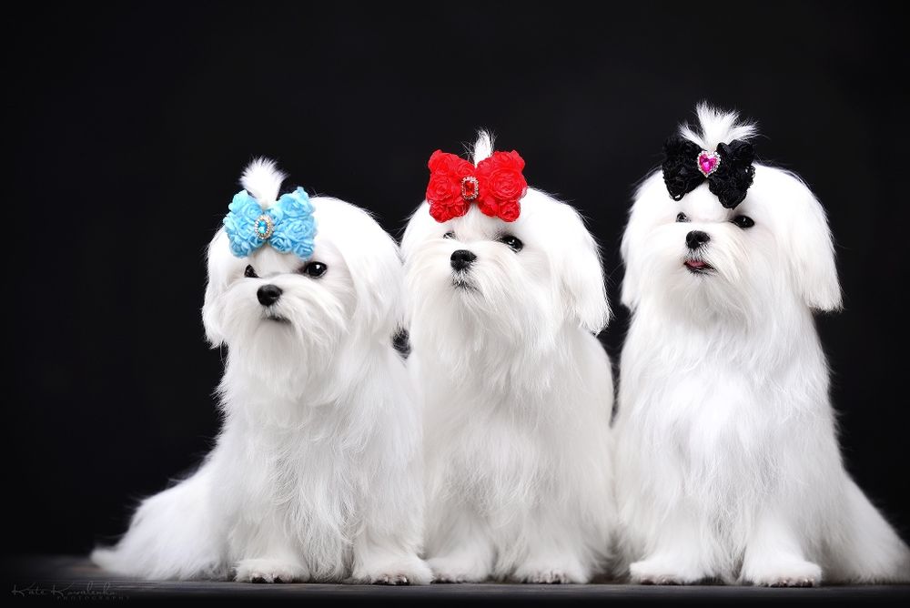 Для, ценителей породы, изысканности и красоты