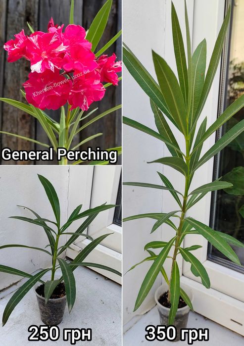 Олеандр Apricot Queen