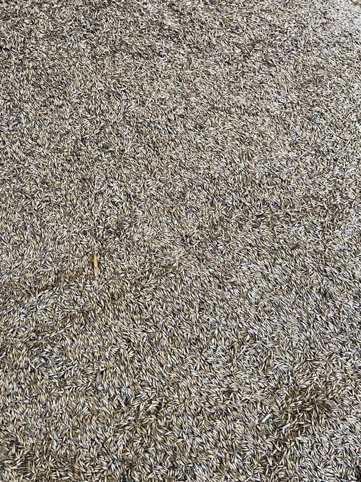 Owies jary tegoroczny