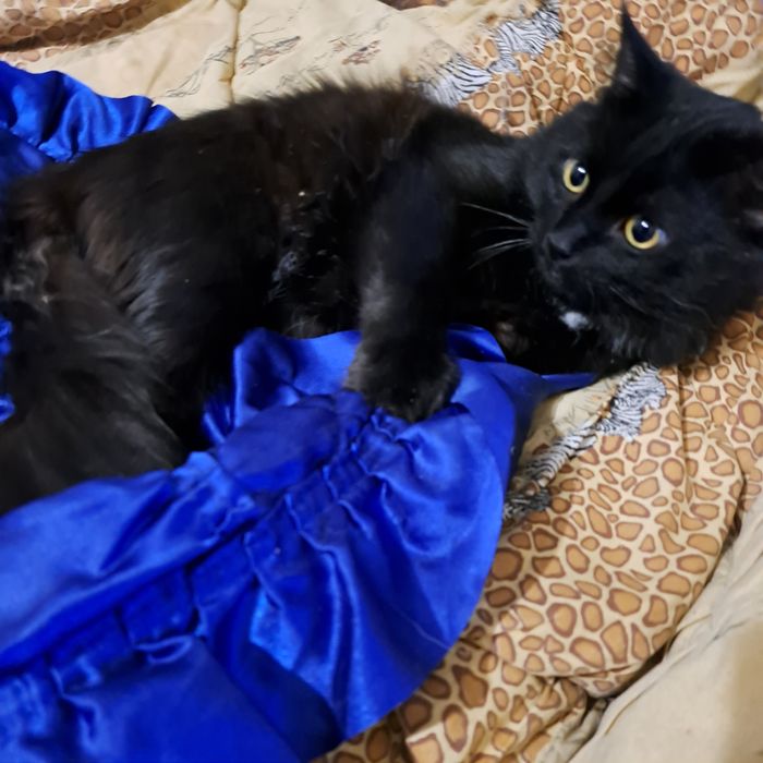 Шикарного черного кота отдам в хорошие руки!!!