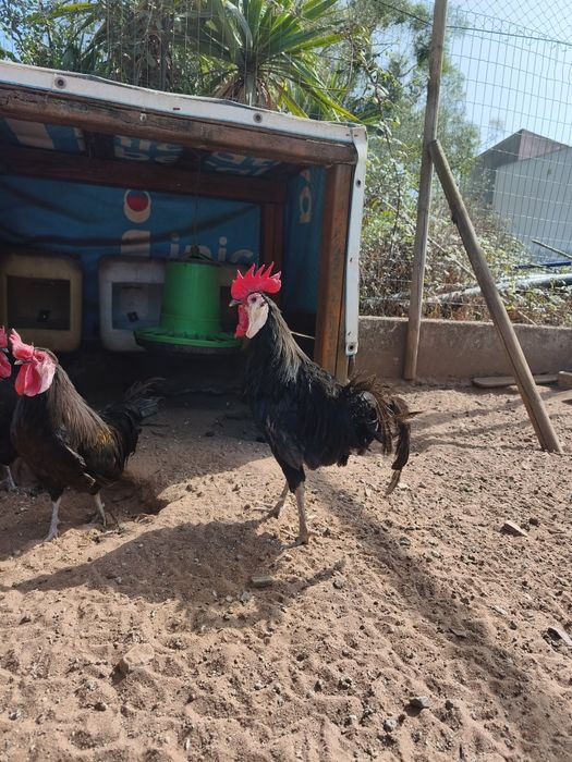 Galos Cara de Palhaço