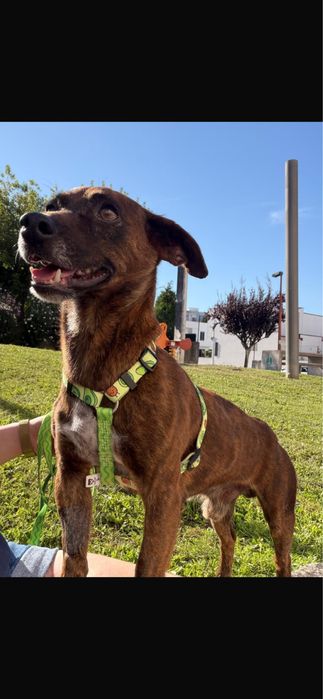 Cão para adoção responsável