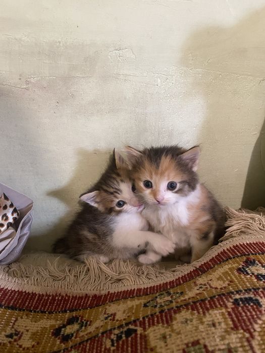 Котята в добрые руки срочно