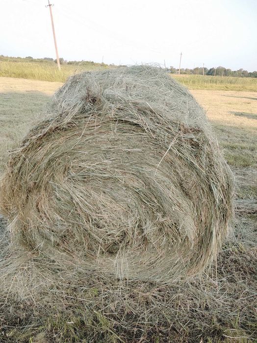 Прода лугове сіно