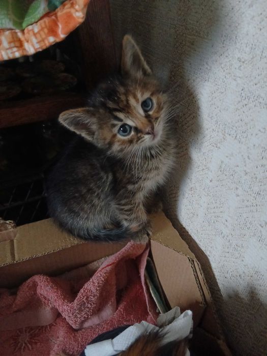 Віддам кошенят в добрі руки