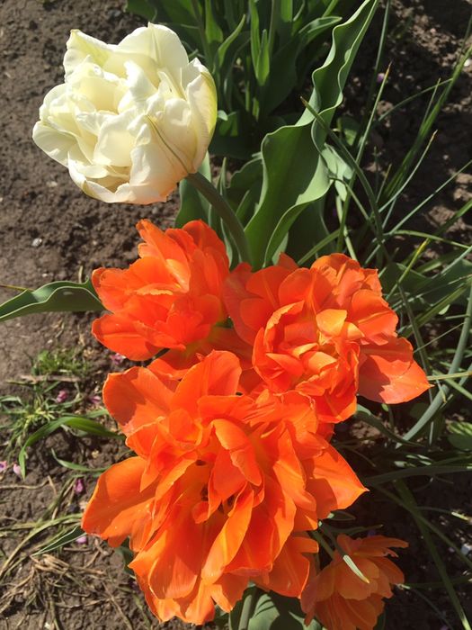 Цибулини тюльпанів , багаторічна лаванда (30-50 гр кущі)