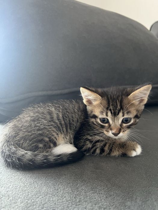 Кошенята 2 місяці