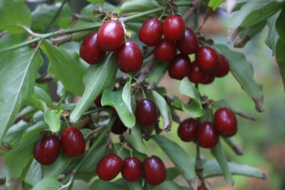 саженцы кизила