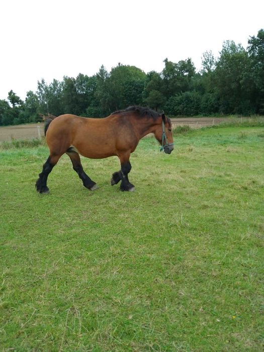 Sprzedam klacz 15 lat