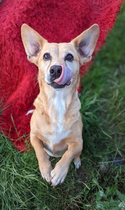 Tobi poleca się do adopcji