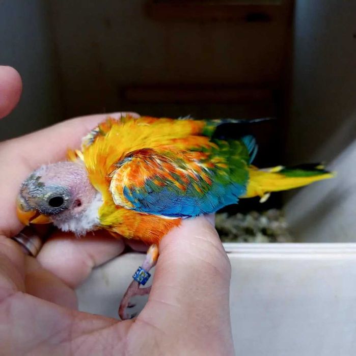 Disponiveis para cedência, Neophemas turquoisines.