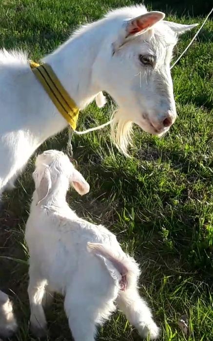 Продам дійну козу.