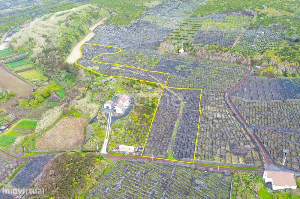 Terreno Rústico com Vinha nos Toledos, Madalena, Ilha do Pico