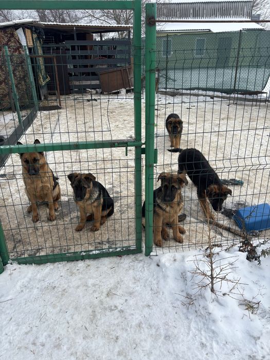 Продаются щенки німецької вівчарки
