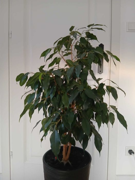 Figowiec Benjamina- roślina domowa