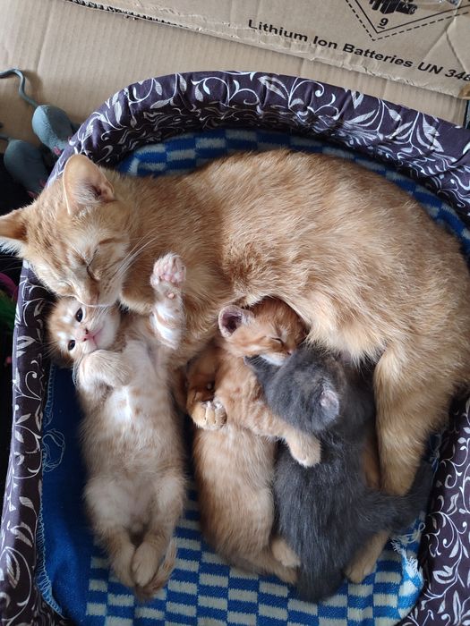 Котята британские