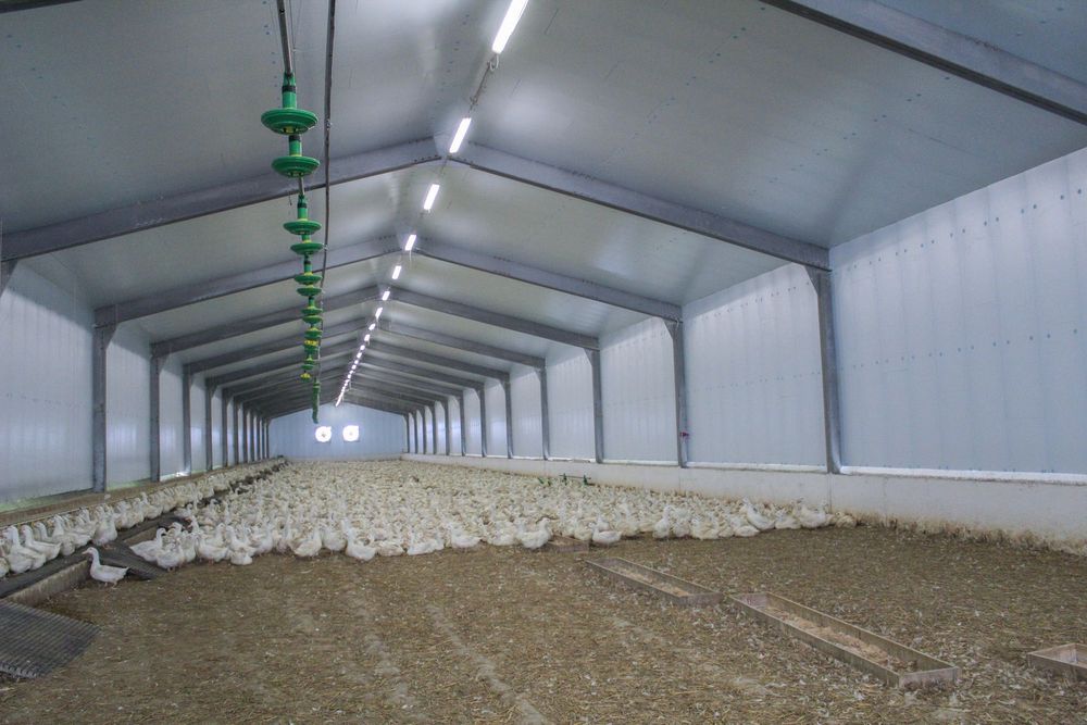 Ocieplenie Chlewni Kurników Obór Wiat Hal Łukowych Styrodur XPS AGRO